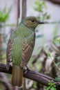 Wild Satin Bower Bird, Queen Mary Falls, Queensland, Australia, March 2018 Royalty Free Stock Photo