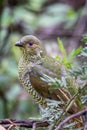 Wild Satin Bower Bird, Queen Mary Falls, Queensland, Australia, March 2018 Royalty Free Stock Photo