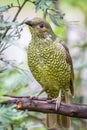 Wild Satin Bower Bird, Queen Mary Falls, Queensland, Australia, March 2018 Royalty Free Stock Photo