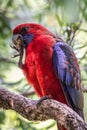 Wild Satin Crimson Rosella, Queen Mary Falls, Queensland, Australia, March 2018 Royalty Free Stock Photo