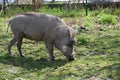 Wild Savanna pig - warthog outdoors