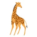 Wild savannah animal. Cute giraffe standing, looking back. African savanna habitant, safari zoo. Tall spotted Royalty Free Stock Photo