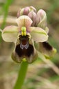 Wild Sawfly Orchid flower closeup - Ophrys tenthredinifera Royalty Free Stock Photo