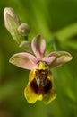 Wild Sawfly Orchid flower - Ophrys tenthredinifera Royalty Free Stock Photo