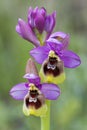 Wild Sawfly Orchid (Ophrys tenthredinifera) detail close-up,