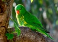 A wild scaly breasted lorikeet in Queensland, Australia