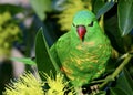 A wild scaly breasted lorikeet in Queensland, Australia Royalty Free Stock Photo