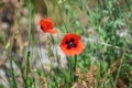 scarlet poppies bloom on an uncultivated field among various grasses Royalty Free Stock Photo