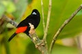 Scarlet-rumped tanager