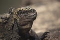 Wild scene of lizard close up in galapagos island