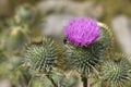 Wild Scottish Thistle Saint Mary`s Thistle, Marian Scotch thistle