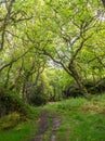 Wild Scottish woodland