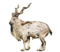 Wild screw-horned goat (markhor) Royalty Free Stock Photo