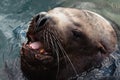 Wild sea animal Steller Sea Lion swims in cold waves Pacific Ocean