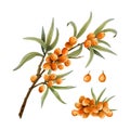 Wild sea buckthorn plant with orange berries and branch watercolor illustration set. Forest bush for herbal products Royalty Free Stock Photo