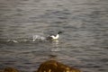 Wild sea duck swimming near the stone coast.