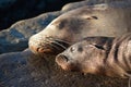 Wild Sea Lion Mother and Pup Laying Together Sleeping Side by Side Portrait Royalty Free Stock Photo