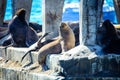 Wild Sea Lions under the sun on the Pier near Playa Caleta Portales