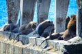 Wild Sea Lions under the sun on the Pier near Playa Caleta Portales