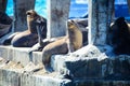 Wild Sea Lions under the sun on the Pier near Playa Caleta Portales