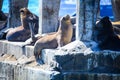 Wild Sea Lions under the sun on the Pier near Playa Caleta Portales