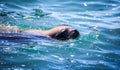 Wild Sea Lions under the sun on the Pier near Playa Caleta Portales