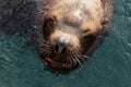 Wild sea mammal animal Steller Sea Lion swims in cold water Pacific Ocean