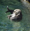 Wild Sea Otter Royalty Free Stock Photo