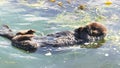 Wild sea otter marine animal swimming in ocean water, California coast wildlife. Royalty Free Stock Photo