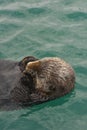 A sea otter napping in Alaska Royalty Free Stock Photo