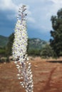 Wild sea squill flower blooms, short focus, blurred background