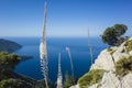 Wild sea squill flowers bloom on rocky cliff high above the sea, short focus, blurred background. View of Mediterranean coast