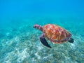 Wild sea turtle in blue ocean closeup. Green sea turtle closeup. Royalty Free Stock Photo