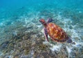 Wild sea turtle in seashore. Green sea turtle closeup. Royalty Free Stock Photo