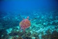 Wild sea turtle swims in sea water. Green sea turtle closeup. Wildlife of tropical coral reef. Royalty Free Stock Photo