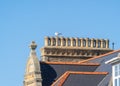 Wild seagull bird sat on top of beautiful old group of identical Victorian era period chimney pots. Royalty Free Stock Photo