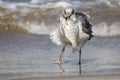 Seagull Catching Fish - Channel Islands National Park