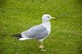 Wild seagull with natural green background. gull walk in italy park. beautiful and funny seagull on green grass. bird bonapartes