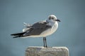 Wild seagull water bird perching on harbor railing in Florida. Wildlife in Southern USA Royalty Free Stock Photo