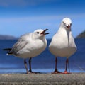 Wild seagulls on a beach