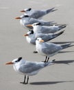 Wild Seagulls on the Beach