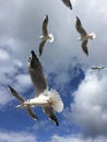 Wild seagulls chaotic flying in the blue sea sky with clouds close up view