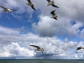 Wild seagulls chaotic flying over sea in the blue sky with clouds closeup view