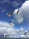 Wild seagulls chaotic flying over sea in the blue sky with cloudsa