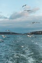 wild seagulls flying over blue sea