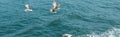 wild seagulls flying over blue water