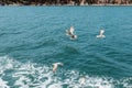 wild seagulls flying over blue water