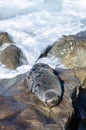 Wild seal can seen sun bathing on the rocks Royalty Free Stock Photo