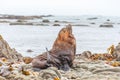 Wild seal at Seal colony Kaikoura New Zealand