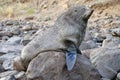 Wild seal at Sandfly Bay